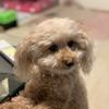 coco とようぴ