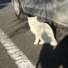 かばこくん