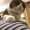 猫zaki3