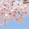 Sakura_Design__