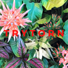 TRYTorn