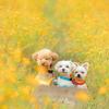 withyoupet