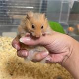 伝わる文章ライター はむかつ