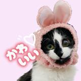 めもチ