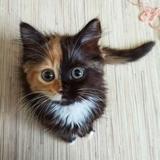 mike_cat