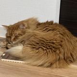鈴ショー