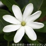 ティアレ8888