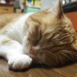 かつお　ぶしこ