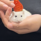 ハムスターさん