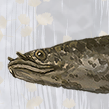 応魚ougyo