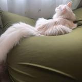 haku_cat04