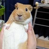 ★たくわん★