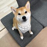 ヨルシキ