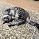 猫猫カレー