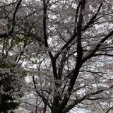 腹減りん