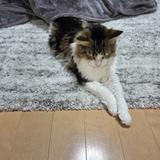 chibineko425
