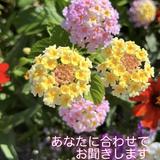 ミヤさんcop