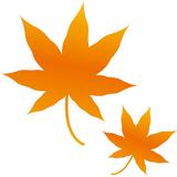 maple_autumn