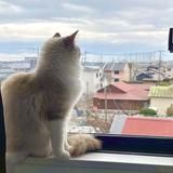 Koo_総合コンサル