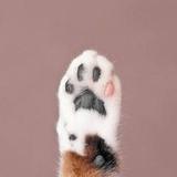 ねころ☽グラフィックデザイナー