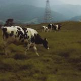miophoto31