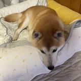 kotaro_shibainu
