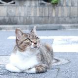 Yoshiko_Cognizance