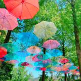 hachi_8_
