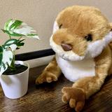 カワウソ動画編集
