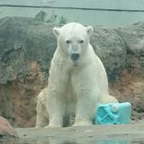 shirokuma256