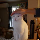 トモウィシ