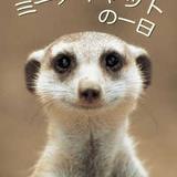 犬系ミーアキャット