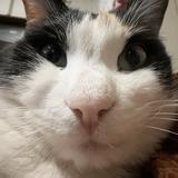 みけねこみーこ