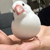 文鳥先生