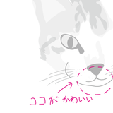 土曜日の猫通信
