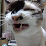川口まろに 猫遣い