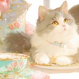 猫丸りんりん