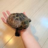 turtle831
