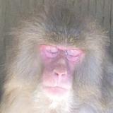 Sho_Ge