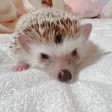aoi_latte