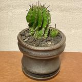 サボテン Design Studio