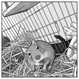 居眠り小僧