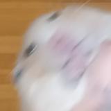 ピーピーピクルス