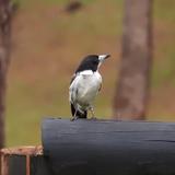 秋ヒロ兎