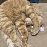 きつねこんこん