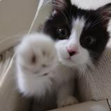 ねこ本舗