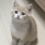 nyankeennpyn