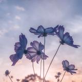 Luna_0219