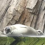 ぐてちゃん
