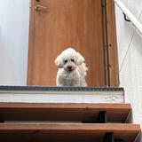 オウちゃんWeb